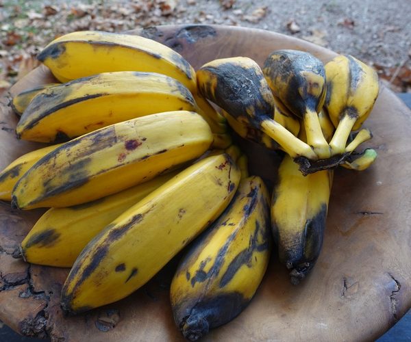 Cuadrado (square) bananas, Andalusia