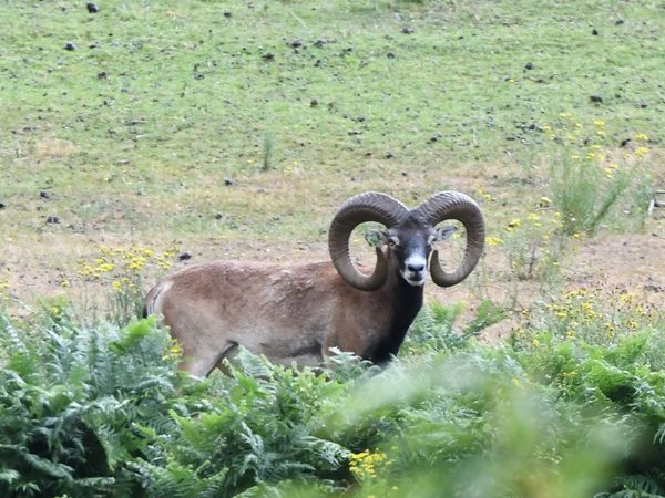 Mouflon