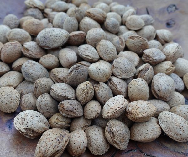 In-shell Marcona almonds, hard shell, 2025