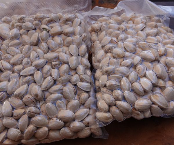 In-shell pistachios EXTRA, Spain, 2025