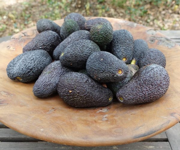 Hass avocado, Andalusia, small