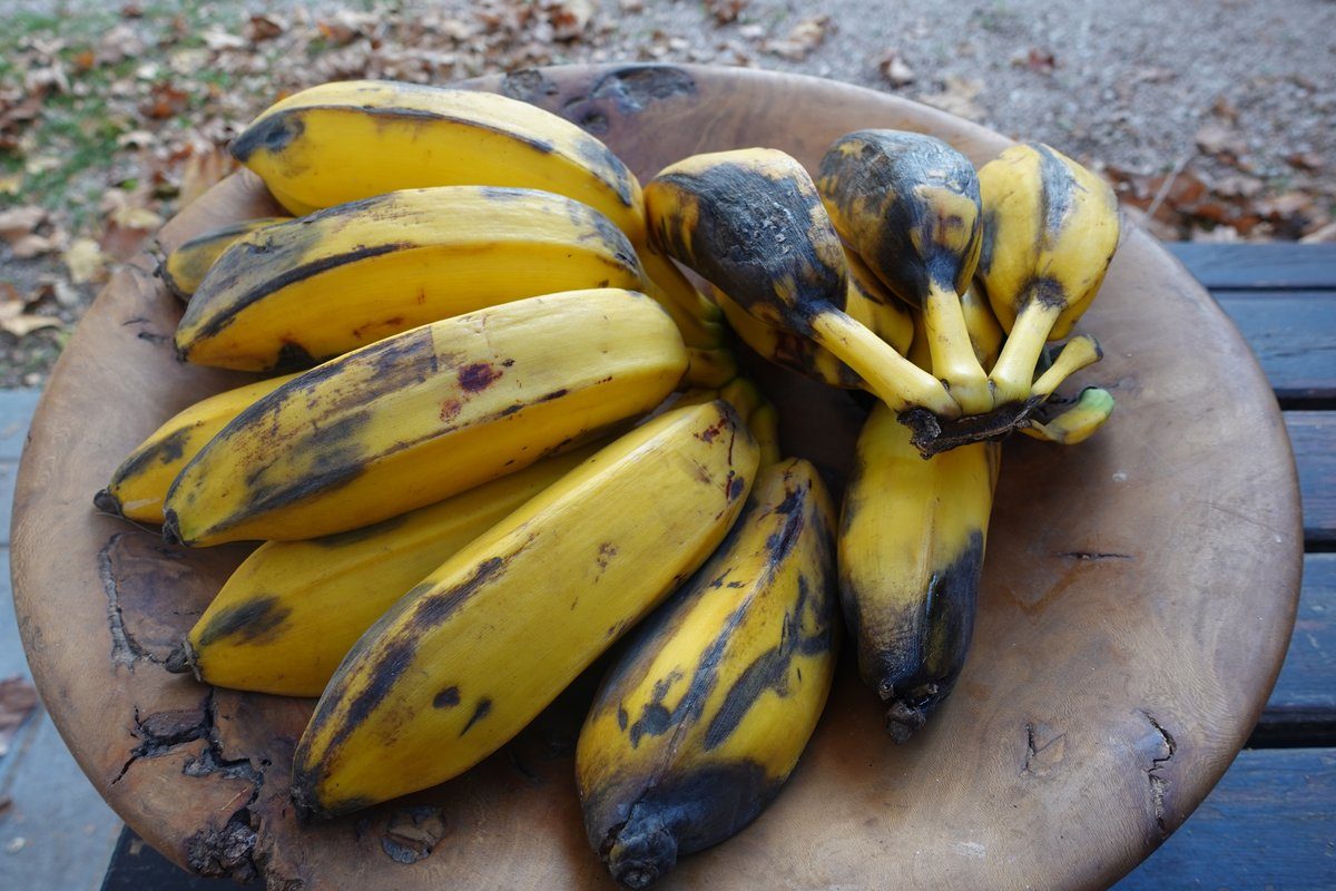 Cuadrado (square) bananas, Andalusia
