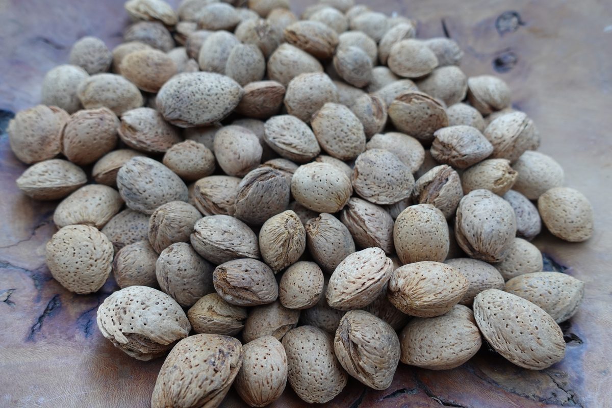 In-shell Marcona almonds, hard shell, 2025