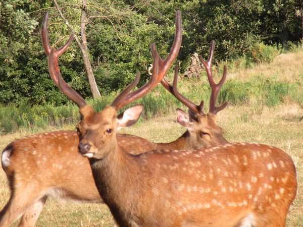 Fallow deer
