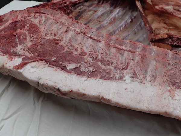 Wild boar
