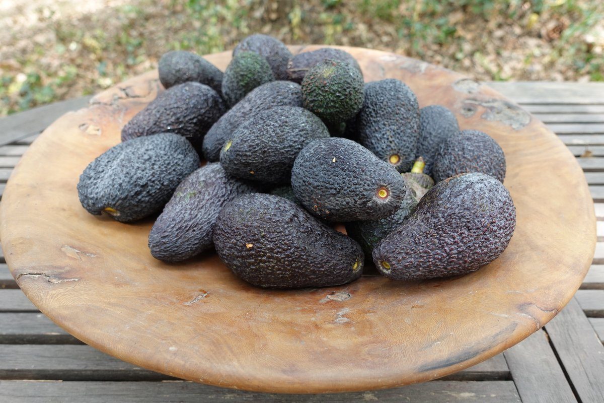Hass avocado, Andalusia, small