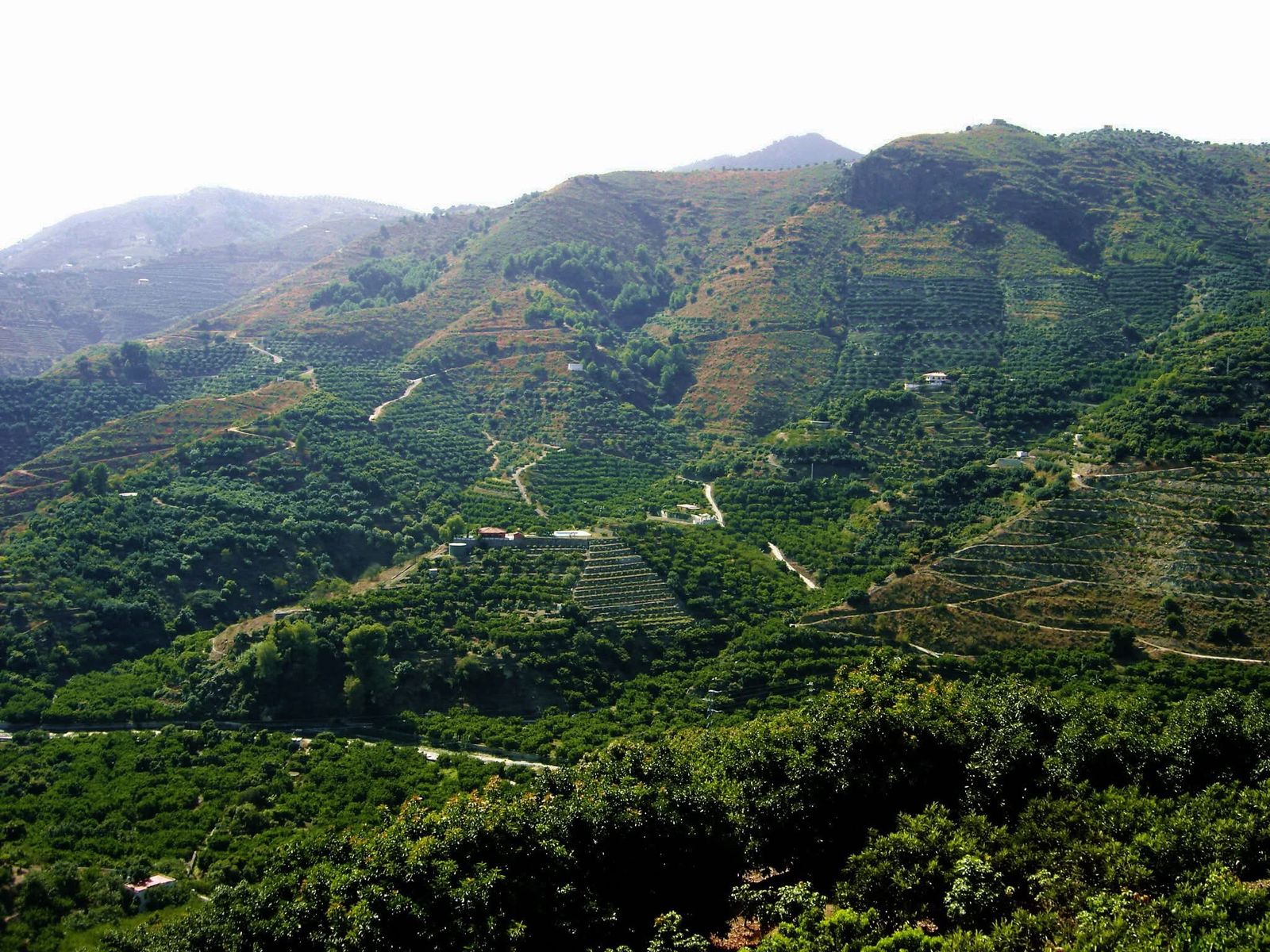 Terraced orchards climbing a mountainside