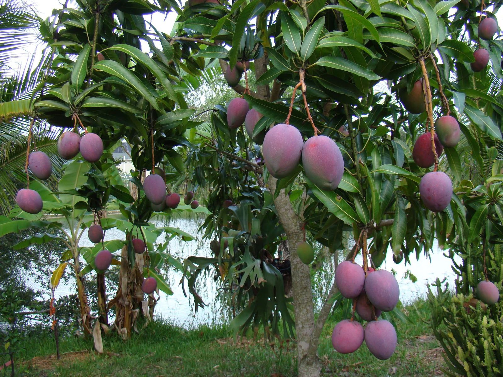 Mango tree heavy with ripe fruit beside the water