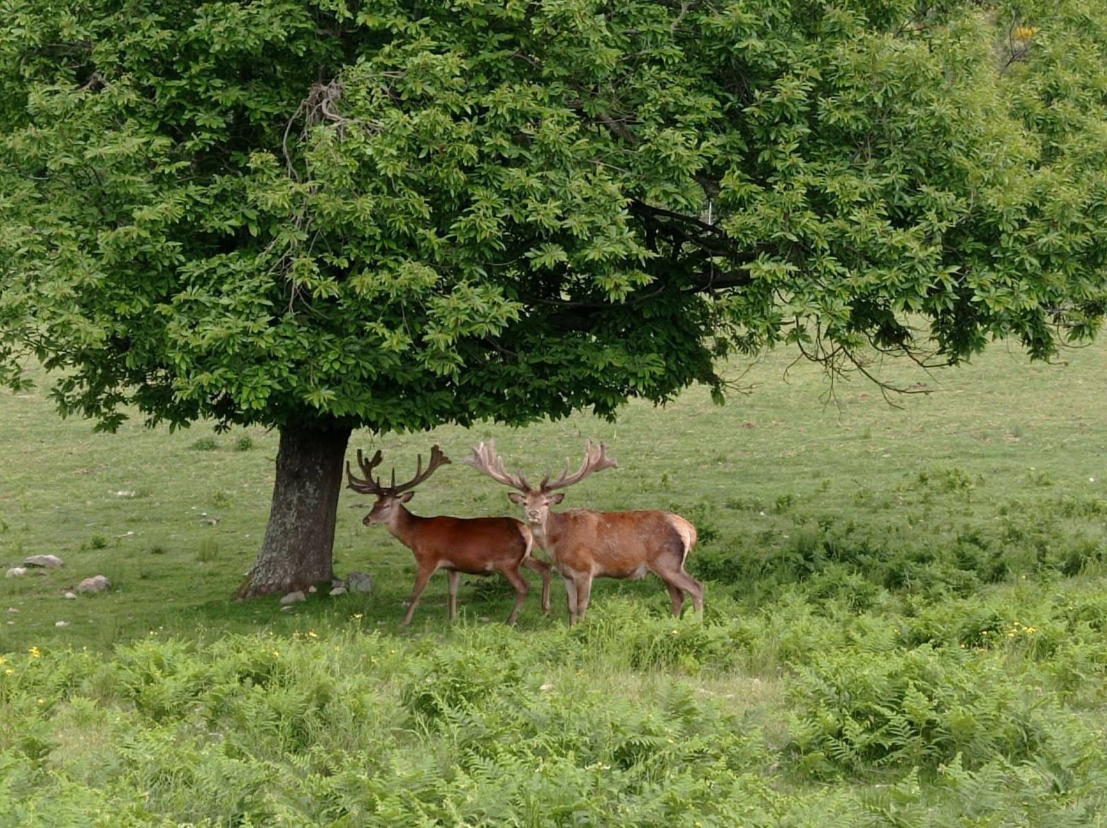 Two stags beneath a lone tree in a summer clearing